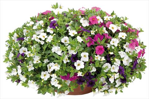 Foto de variedad de flores para ser usadas como: Maceta o Tarrina de colgar 3 Combo Calibrachoa Lindura® Fata Morgana