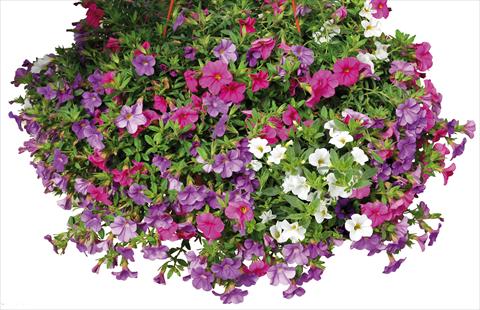 Foto de variedad de flores para ser usadas como: Maceta o Tarrina de colgar 3 Combo Calibrachoa Lindura® Paradise