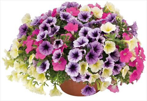 Foto de variedad de flores para ser usadas como: Maceta o Tarrina de colgar 3 Combo Petunia Fortunia® Candy