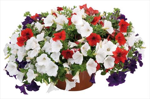 Foto de variedad de flores para ser usadas como: Maceta o Tarrina de colgar 3 Combo Petunia Fortunia® Stars and Stripes