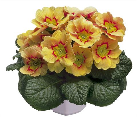 Foto de variedad de flores para ser usadas como: Maceta y planta de temporada Primula acaulis, veris, vulgaris Daniella Apricot