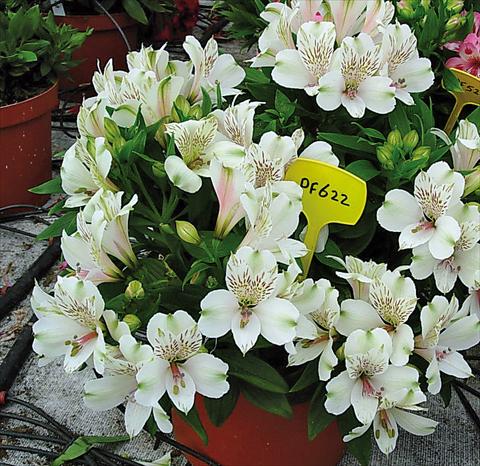Foto de variedad de flores para ser usadas como: Maceta y planta de temporada Alstroemeria Inticancha® Antartica