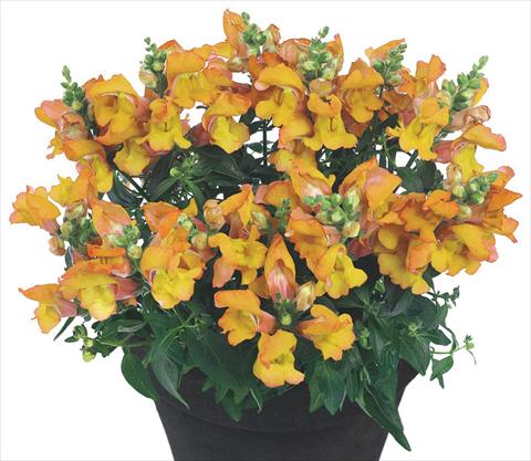 Foto de variedad de flores para ser usadas como: Maceta y planta de temporada Antirrhinum majus Florini® Diana Banjas