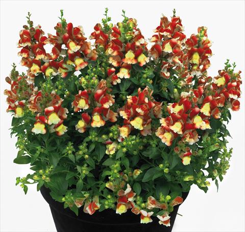 Foto de variedad de flores para ser usadas como: Maceta y planta de temporada Antirrhinum majus Florini® Diana Flame