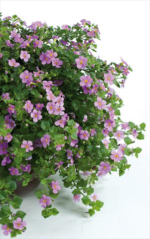 Foto de variedad de flores para ser usadas como: Maceta, patio, Tarrina de colgar Bacopa (Sutera cordata) Scopia® Great Classic Pink