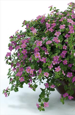 Foto de variedad de flores para ser usadas como: Maceta, patio, Tarrina de colgar Bacopa (Sutera cordata) Scopia® Gulliver Pink Heart