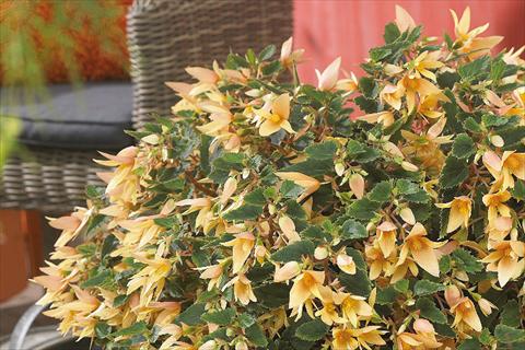 Foto de variedad de flores para ser usadas como: Maceta o cesta de trasplante Begonia boliviensis Crackling Fire® Creamy Yellow
