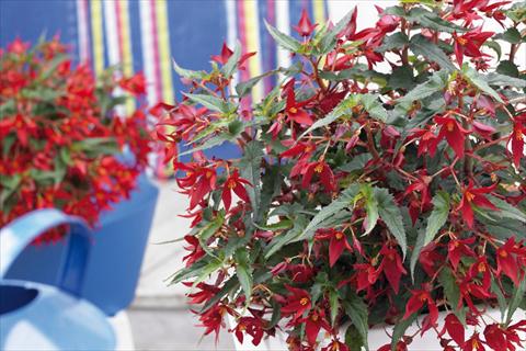 Foto de variedad de flores para ser usadas como: Maceta o cesta de trasplante Begonia boliviensis Crackling Fire® Dark Red