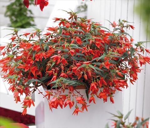 Foto de variedad de flores para ser usadas como: Maceta o cesta de trasplante Begonia boliviensis Crackling Fire® Orange Red