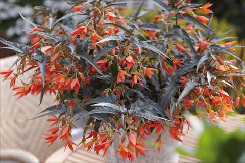 Foto de variedad de flores para ser usadas como: Maceta o cesta de trasplante Begonia boliviensis Crackling Fire® Orange