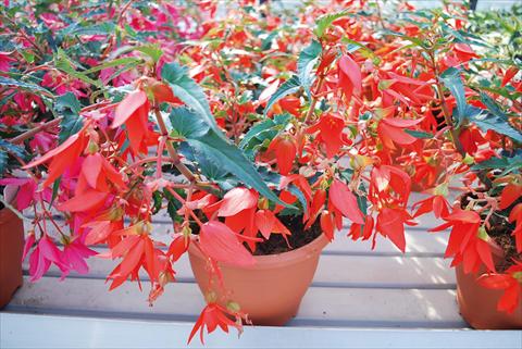 Foto de variedad de flores para ser usadas como: Maceta o cesta de trasplante Begonia boliviensis Crackling Fire® Red