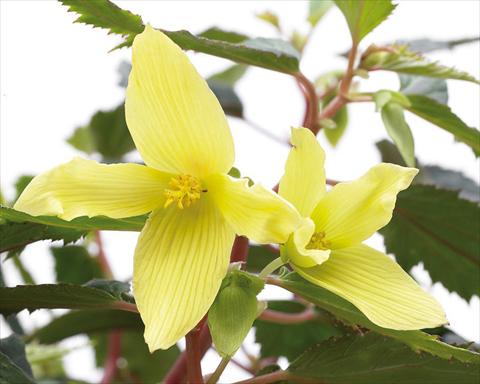 Foto de variedad de flores para ser usadas como: Maceta o cesta de trasplante Begonia boliviensis Crackling Fire® Yellow