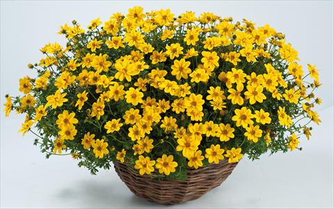 Foto de variedad de flores para ser usadas como: Maceta, planta de temporada, patio Bidens ferulifolia Yellow Sunshine
