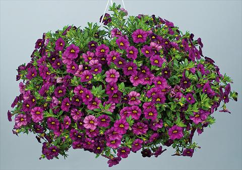 Foto de variedad de flores para ser usadas como: Maceta, planta de temporada, patio Calibrachoa Noa™ Dark Fuchsia