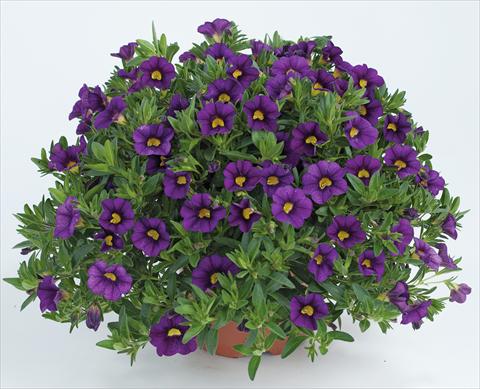 Foto de variedad de flores para ser usadas como: Maceta, planta de temporada, patio Calibrachoa Noa™ Deep Purple