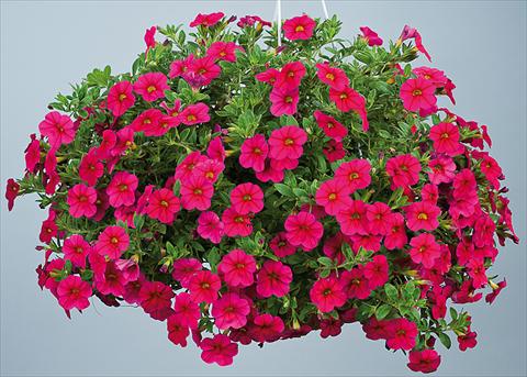Foto de variedad de flores para ser usadas como: Maceta, planta de temporada, patio Calibrachoa Noa™ Red Improved