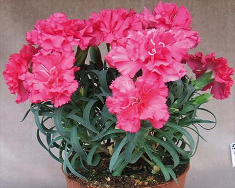 Foto de variedad de flores para ser usadas como: Tarrina de colgar / Maceta Dianthus Adorables® Mana