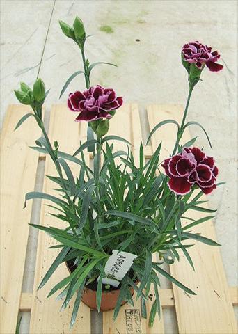 Foto de variedad de flores para ser usadas como: Tarrina de colgar / Maceta Dianthus Sunflor® Mimi