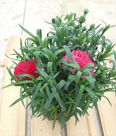 Foto de variedad de flores para ser usadas como: Tarrina de colgar / Maceta Dianthus Sunflor® Olivia