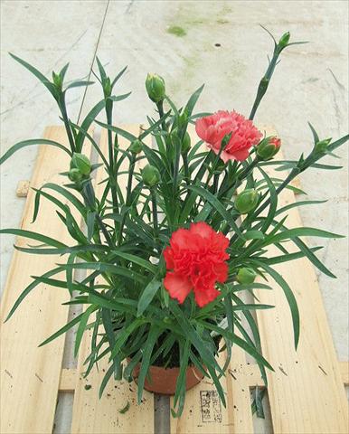 Foto de variedad de flores para ser usadas como: Tarrina de colgar / Maceta Dianthus Sunflor® Orange Bling Bling
