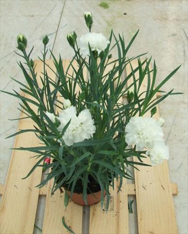 Foto de variedad de flores para ser usadas como: Tarrina de colgar / Maceta Dianthus Sunflor® Pure