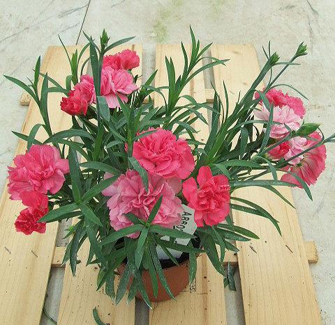 Foto de variedad de flores para ser usadas como: Tarrina de colgar / Maceta Dianthus Sunflor® Vivre