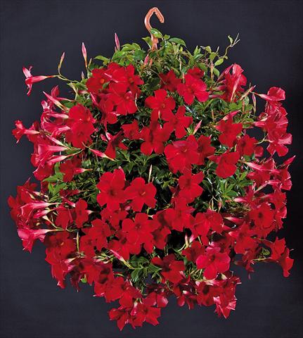 Foto de variedad de flores para ser usadas como: Patio, Maceta Dipladenia Sundaville Pretty Red