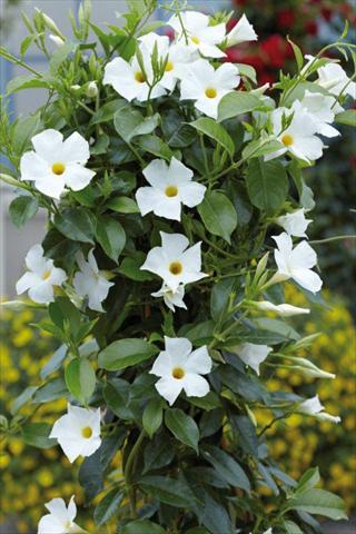 Foto de variedad de flores para ser usadas como: Patio, Maceta Dipladenia Sundaville White