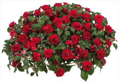 Foto de variedad de flores para ser usadas como: Maceta y planta de temporada Impatiens walleriana Musica™ Scarlet Improved