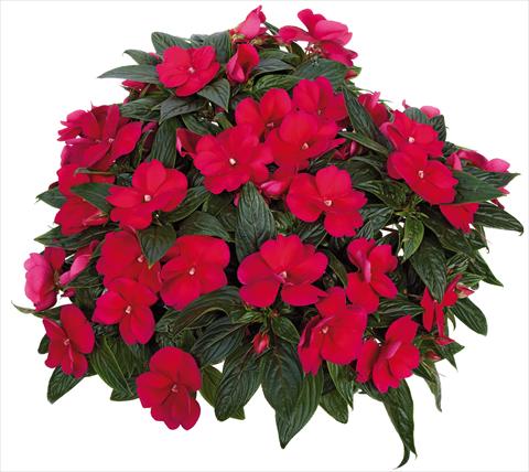 Foto de variedad de flores para ser usadas como: Maceta, planta de temporada, patio Impatiens N. Guinea Tamarinda® Max fides® Burgundy