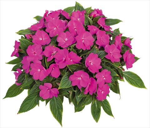 Foto de variedad de flores para ser usadas como: Maceta, planta de temporada, patio Impatiens N. Guinea Tamarinda® Max fides® Lavender