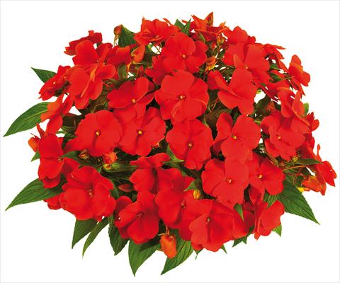 Foto de variedad de flores para ser usadas como: Maceta, planta de temporada, patio Impatiens N. Guinea Tamarinda® Max fides® Orange
