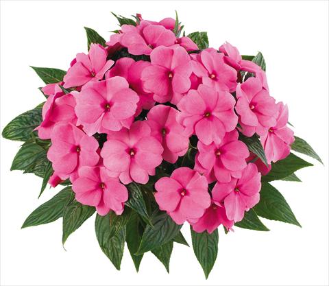 Foto de variedad de flores para ser usadas como: Maceta, planta de temporada, patio Impatiens N. Guinea Tamarinda® Max fides® Pink