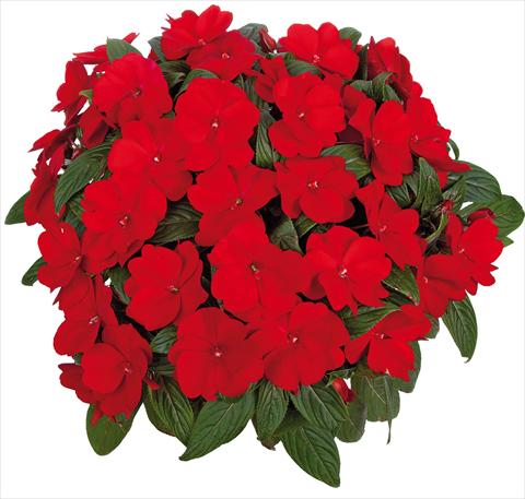 Foto de variedad de flores para ser usadas como: Maceta, planta de temporada, patio Impatiens N. Guinea Tamarinda® Max fides® Red