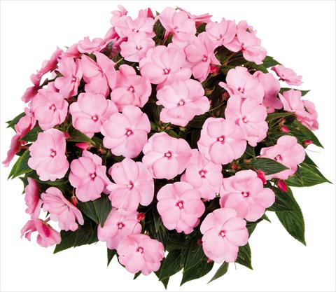 Foto de variedad de flores para ser usadas como: Maceta, planta de temporada, patio Impatiens N. Guinea Tamarinda® Max fides® Sweet Pink