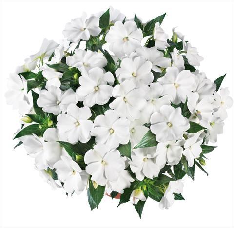 Foto de variedad de flores para ser usadas como: Maceta, planta de temporada, patio Impatiens N. Guinea Tamarinda® Max fides® White