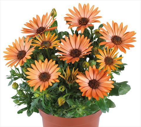 Foto de variedad de flores para ser usadas como: Maceta y planta de temporada Osteospermum Margarita fides® Sepia