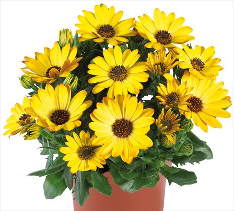 Foto de variedad de flores para ser usadas como: Maceta y planta de temporada Osteospermum Margarita fides® Yellow Improved