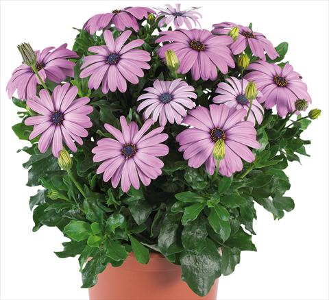 Foto de variedad de flores para ser usadas como: Maceta y planta de temporada Osteospermum Margarita Supreme fides® Lilac