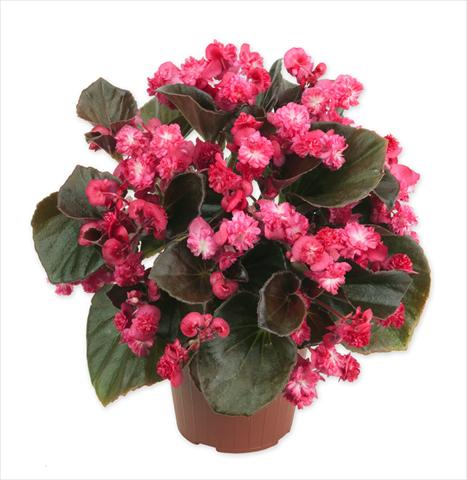 Foto de variedad de flores para ser usadas como: Maceta y planta de temporada Begonia Doublet Red