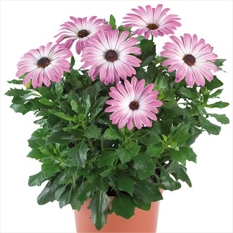 Foto de variedad de flores para ser usadas como: Maceta y planta de temporada Osteospermum Margarita Supreme fides® Pink Bicolor
