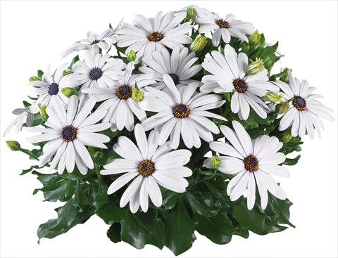Foto de variedad de flores para ser usadas como: Maceta y planta de temporada Osteospermum Margarita Supreme fides® White