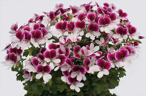 Foto de variedad de flores para ser usadas como: Patio, Maceta Pelargonium grandiflorum pac® Angeleyes® Bicolor Improved