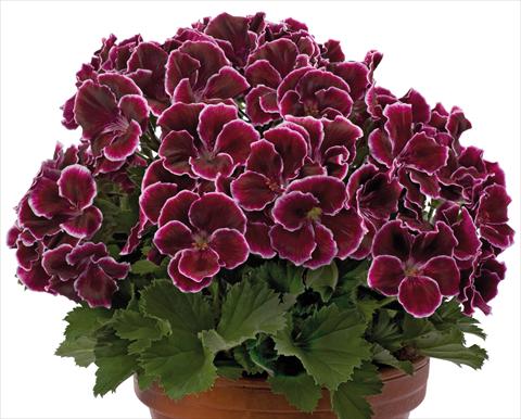 Foto de variedad de flores para ser usadas como: Patio, Maceta Pelargonium grandiflorum pac® Aristo® Black Beauty