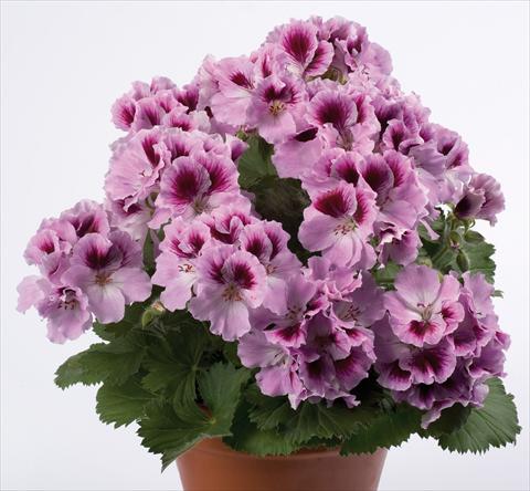 Foto de variedad de flores para ser usadas como: Patio, Maceta Pelargonium grandiflorum pac® Aristo® Orchid