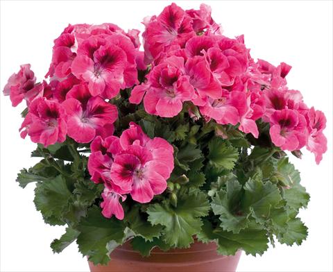 Foto de variedad de flores para ser usadas como: Patio, Maceta Pelargonium grandiflorum pac® Aristo® Salmon