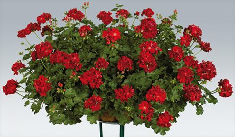Foto de variedad de flores para ser usadas como: Maceta, patio, Tarrina de colgar Pelargonium peltatum pac® Kate