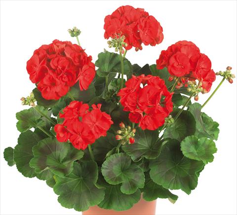 Foto de variedad de flores para ser usadas como: Maceta o Tarrina de colgar Pelargonium zonale Master Idols® fides® Bright Red