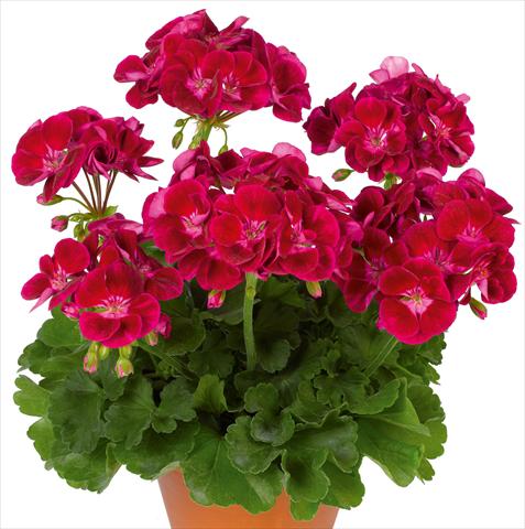 Foto de variedad de flores para ser usadas como: Maceta o Tarrina de colgar Pelargonium zonale pac® Flower Fairy Velvet