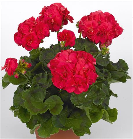 Foto de variedad de flores para ser usadas como: Maceta o Tarrina de colgar Pelargonium zonale pac® Ludo